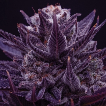 IMPERIUM X® Feminized cannabis flower bud by Anesia Seeds