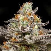 Sleepy Joe Feminized cannabis flower bud by Anesia Seeds