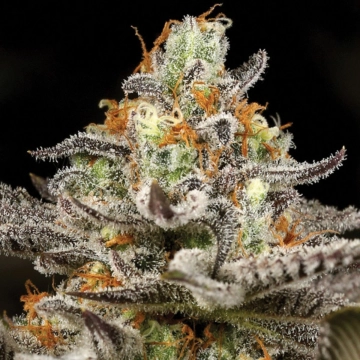 Sleepy Joe Feminized cannabis flower bud by Anesia Seeds