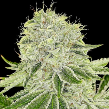 Cash Cow Feminized cannabis flower bud by Anesia Seeds