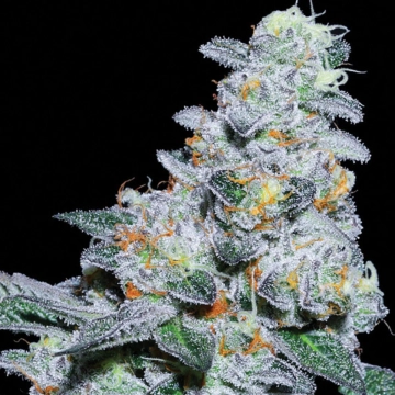 Captain Future Feminized cannabis flower bud by Anesia Seeds