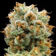 Bola Mintz® Feminized cannabis flower bud by Anesia Seeds