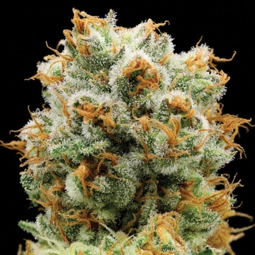 Bola Mintz® Feminized cannabis flower bud by Anesia Seeds