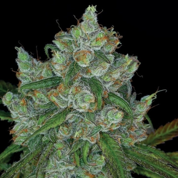 Bruce Banner #3 Feminized cannabis flower bud by Anesia Seeds