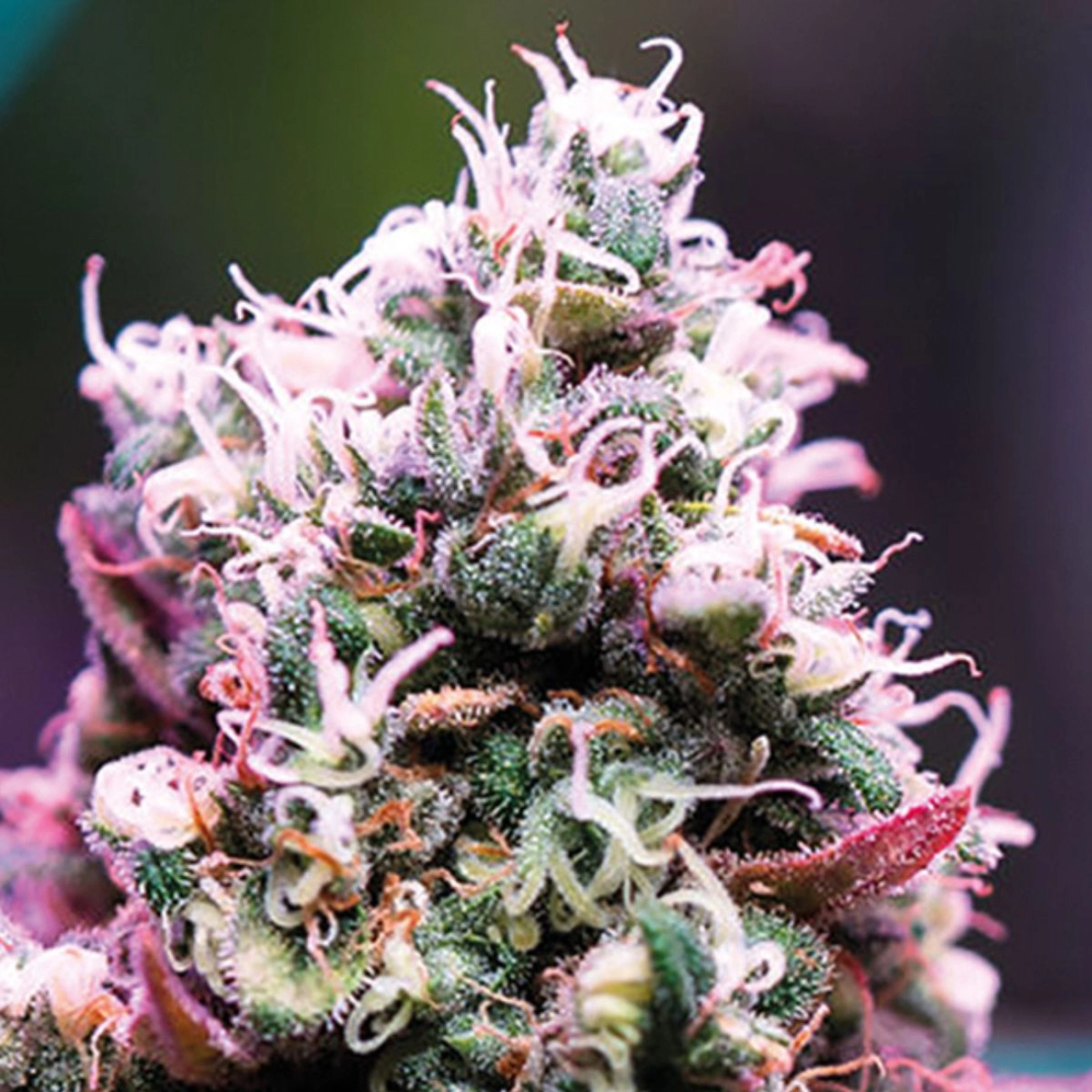 Amnesia Flash Auto – Anesia Seeds – Autoflowering
