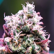Amnesia Flash Auto Autoflowering cannabis flower bud by Anesia Seeds