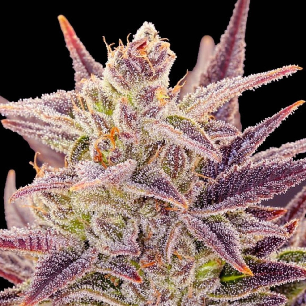 Auto Imperium X® – Anesia Seeds – Autoflowering