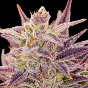 Auto Imperium X® Autoflowering cannabis flower bud by Anesia Seeds