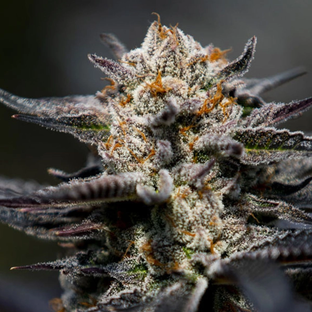 Calypso Sunrocks – Anesia Seeds – Feminized