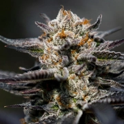 Calypso Sunrocks Feminized cannabis flower bud by Anesia Seeds