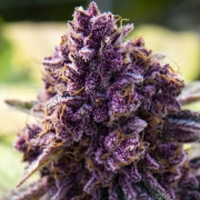 Dankberry Feminized cannabis flower bud by Anesia Seeds