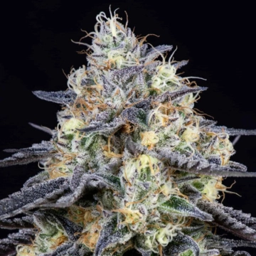 Foster Feminized cannabis flower bud by Anesia Seeds