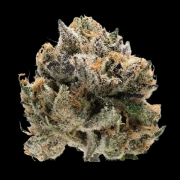 Double xl Tropical Cookies Autoflowering cannabis flower bud by Growers Choice