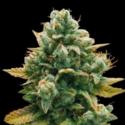 GODFATHER BOMB Feminized cannabis flower bud by Bomb Seeds