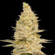 GLOOKIE BOMB Feminized cannabis flower bud by Bomb Seeds
