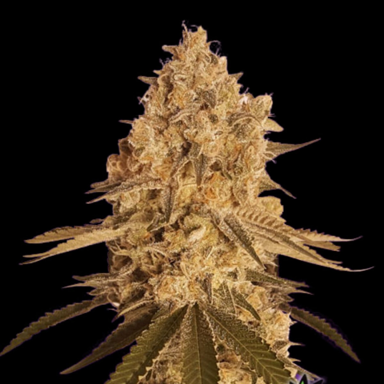 BAKED BOMB – Bomb Seeds – Feminized