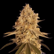 BAKED BOMB Feminized cannabis flower bud by Bomb Seeds