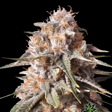 BAKED BOMB AUTO Autoflowering cannabis flower bud by Bomb Seeds