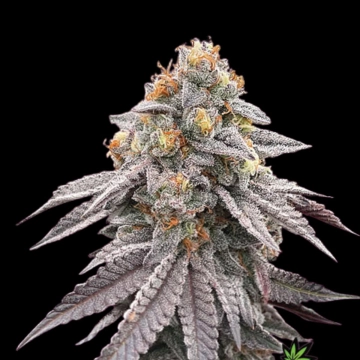 RUNTZ BOMB Feminized cannabis flower bud by Bomb Seeds