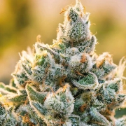 Vanilla Frosting Feminized cannabis flower bud by Anesia Seeds