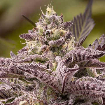 Tahiti Vibez Auto Autoflowering cannabis flower bud by Anesia Seeds