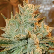 Auto Betty Autoflowering cannabis flower bud by Anesia Seeds