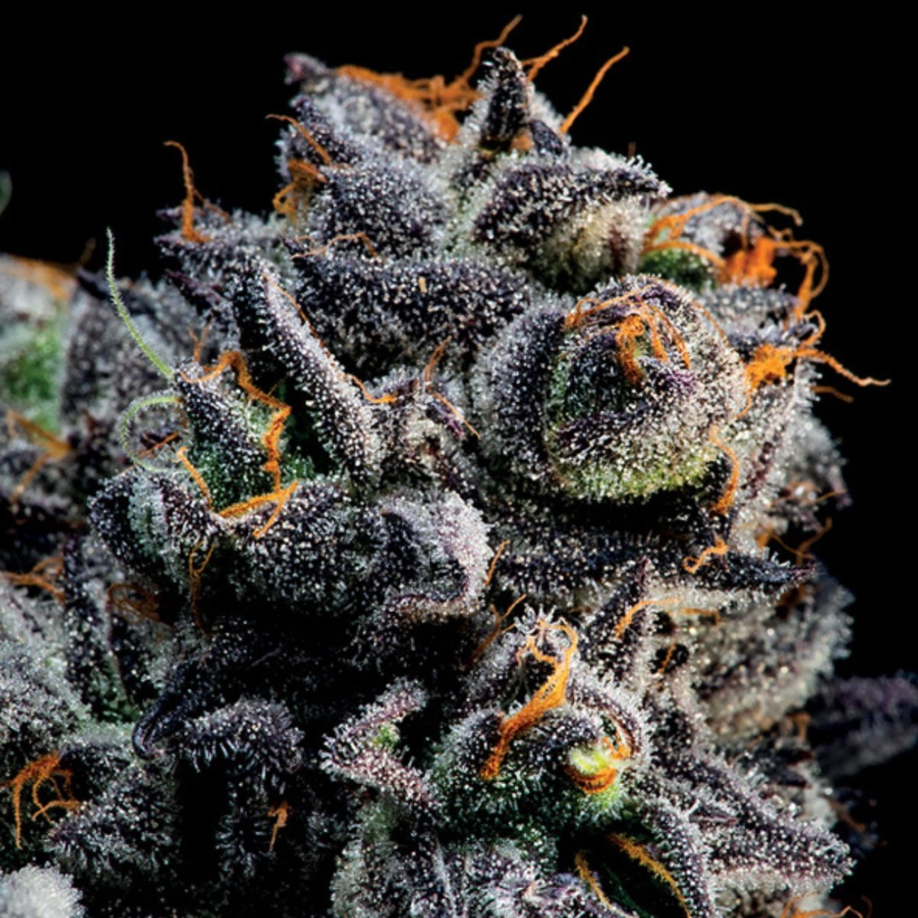 Auto Blueberry Banana – Anesia Seeds – Autoflowering