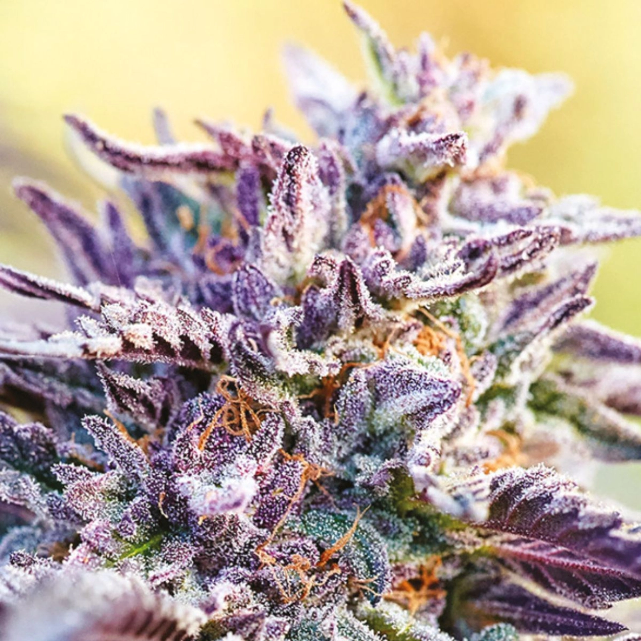 Auto BubbleGum – Anesia Seeds – Autoflowering
