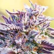 Auto BubbleGum Autoflowering cannabis flower bud by Anesia Seeds