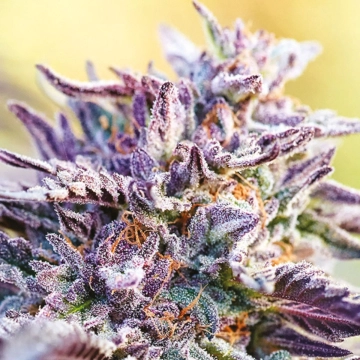 Auto BubbleGum Autoflowering cannabis flower bud by Anesia Seeds