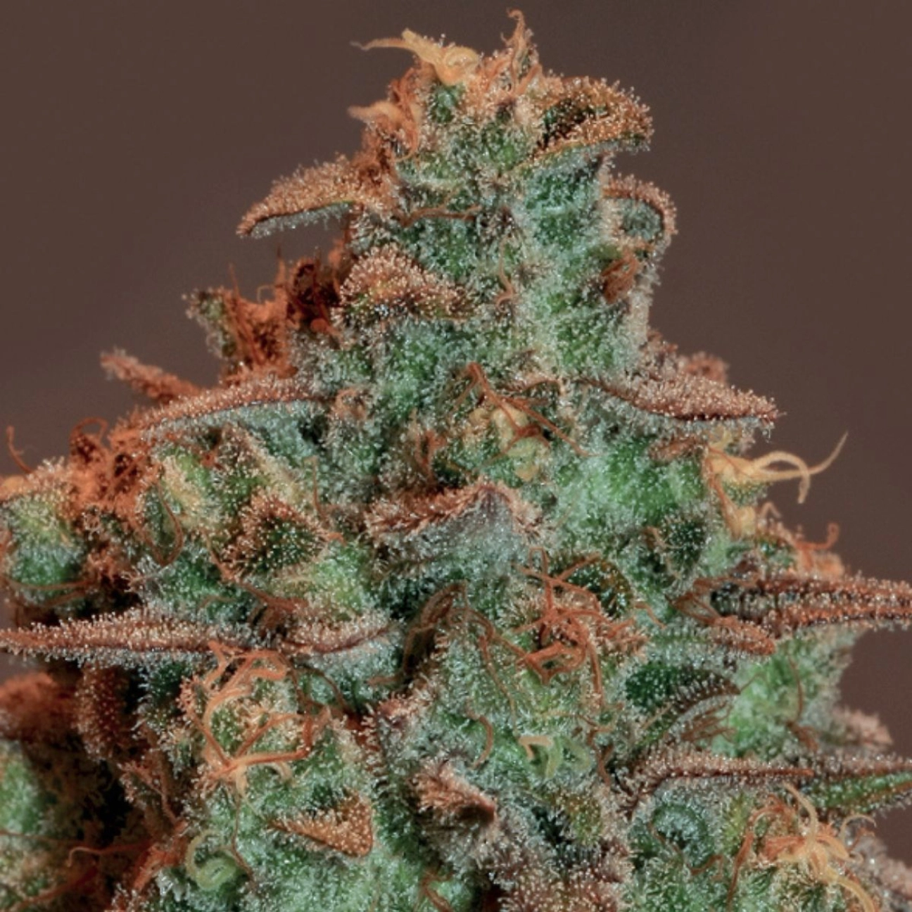 Auto Nova OG – Anesia Seeds – Autoflowering