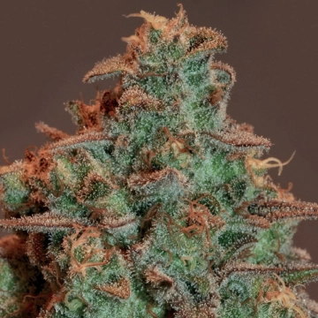 Auto Nova OG Autoflowering cannabis flower bud by Anesia Seeds
