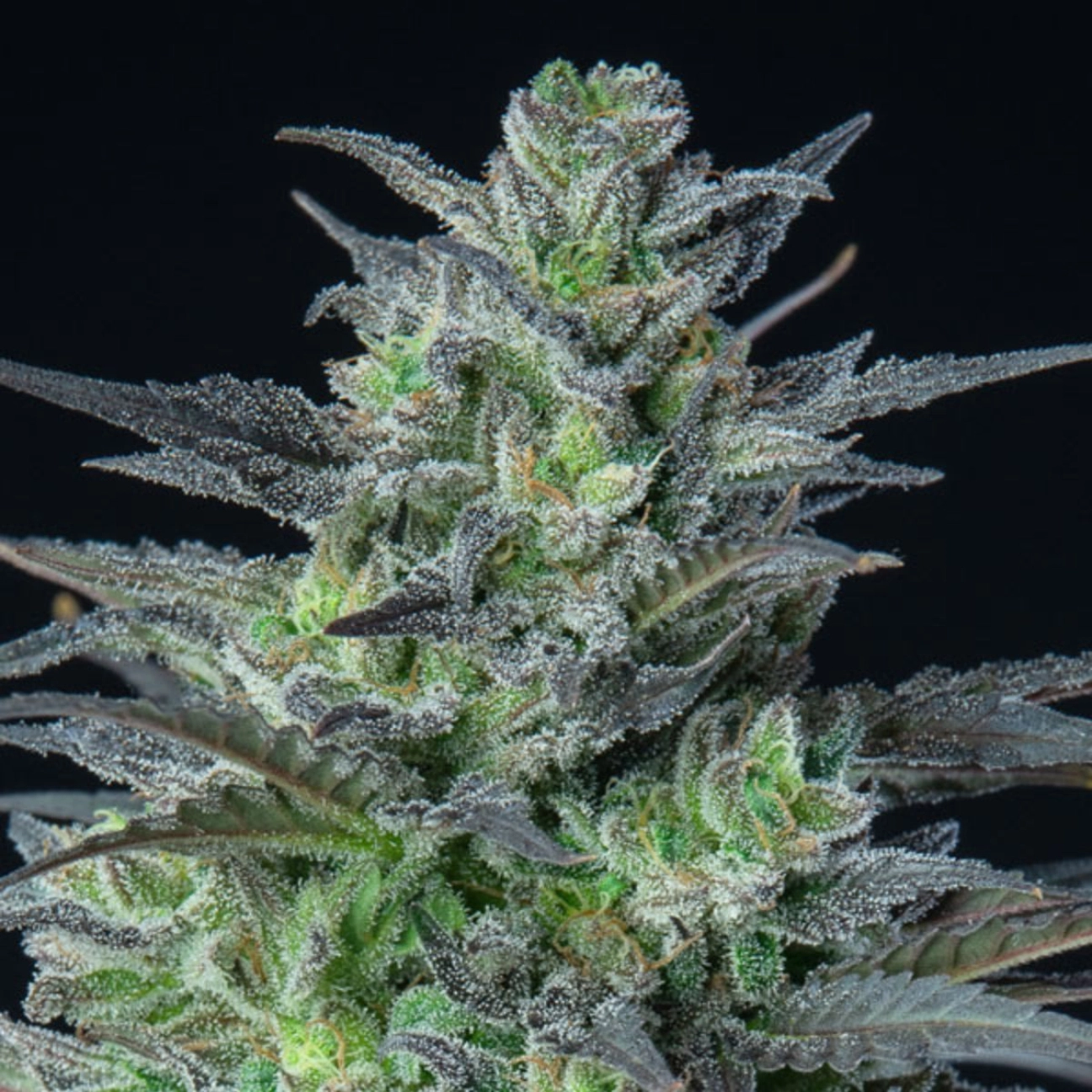 Auto Sleepy Joe – Anesia Seeds – Autoflowering