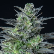 Auto Sleepy Joe Autoflowering cannabis flower bud by Anesia Seeds