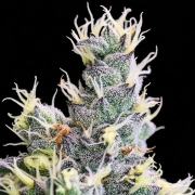 Auto Yuhbary Autoflowering cannabis flower bud by Anesia Seeds