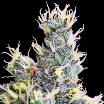 Auto Yuhbary Autoflowering cannabis flower bud by Anesia Seeds