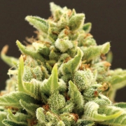 Banana Kush Auto Autoflowering cannabis flower bud by Anesia Seeds
