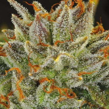 Fat Monkey Auto Autoflowering cannabis flower bud by Anesia Seeds