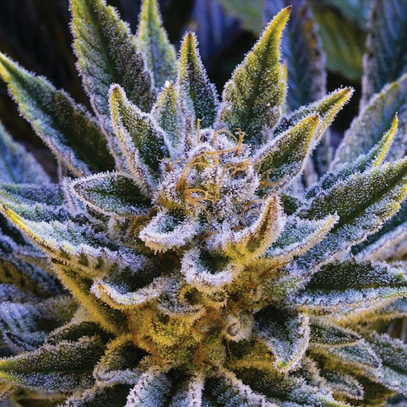 Pineapple Runtz Auto – Anesia Seeds – Autoflowering