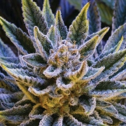 Pineapple Runtz Auto Autoflowering cannabis flower bud by Anesia Seeds