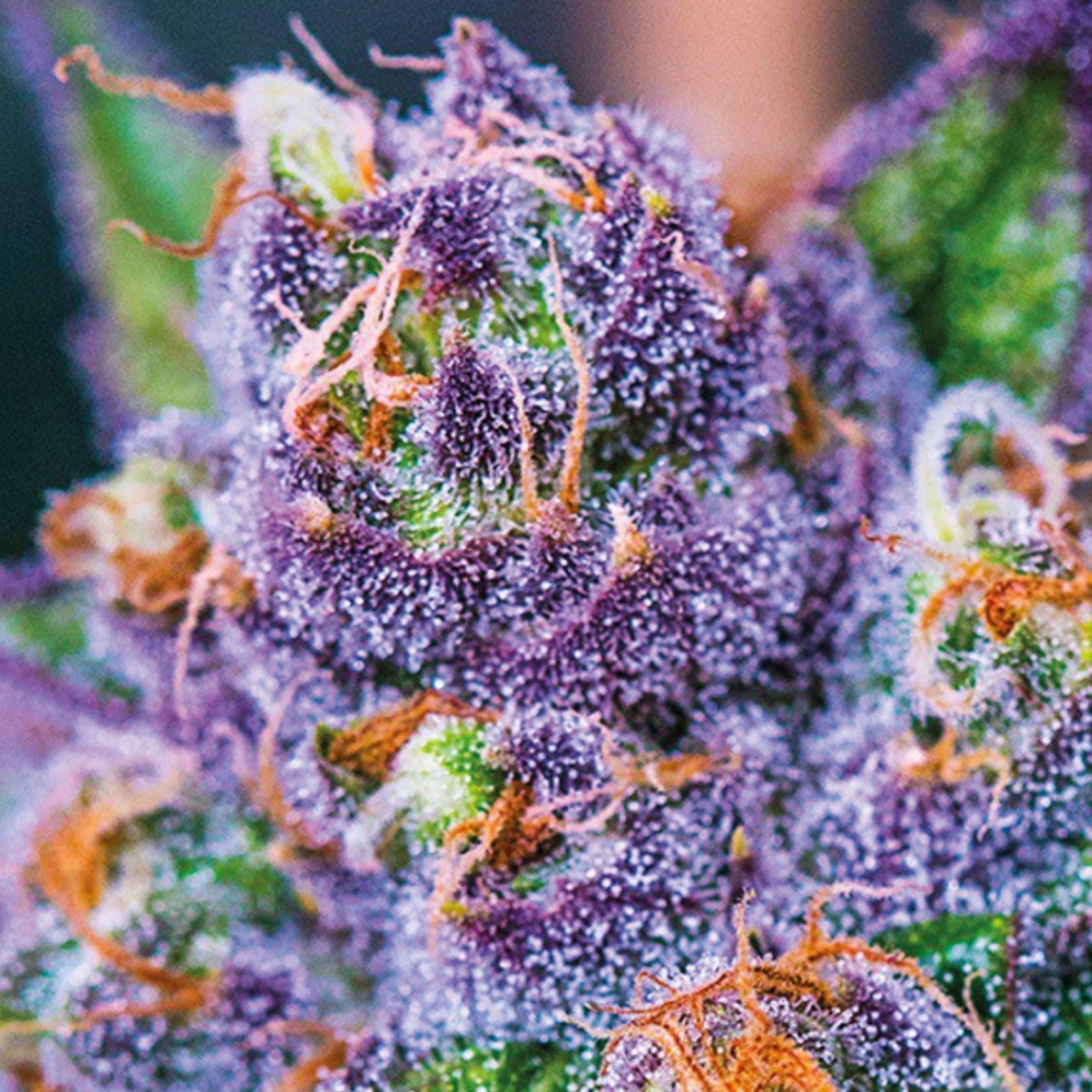 Purple Domina Auto – Anesia Seeds – Autoflowering