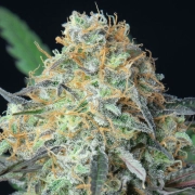 Rainbow Donut Auto Autoflowering cannabis flower bud by Anesia Seeds