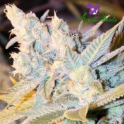 Triple Cheese Auto Autoflowering cannabis flower bud by Anesia Seeds