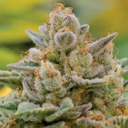 Big Bazooka Auto Autoflowering cannabis flower bud by Anesia Seeds