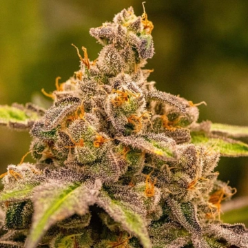 UMME Feminized cannabis flower bud by Anesia Seeds