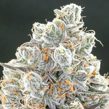 Original Gorilla #4 Feminized cannabis flower bud by Anesia Seeds