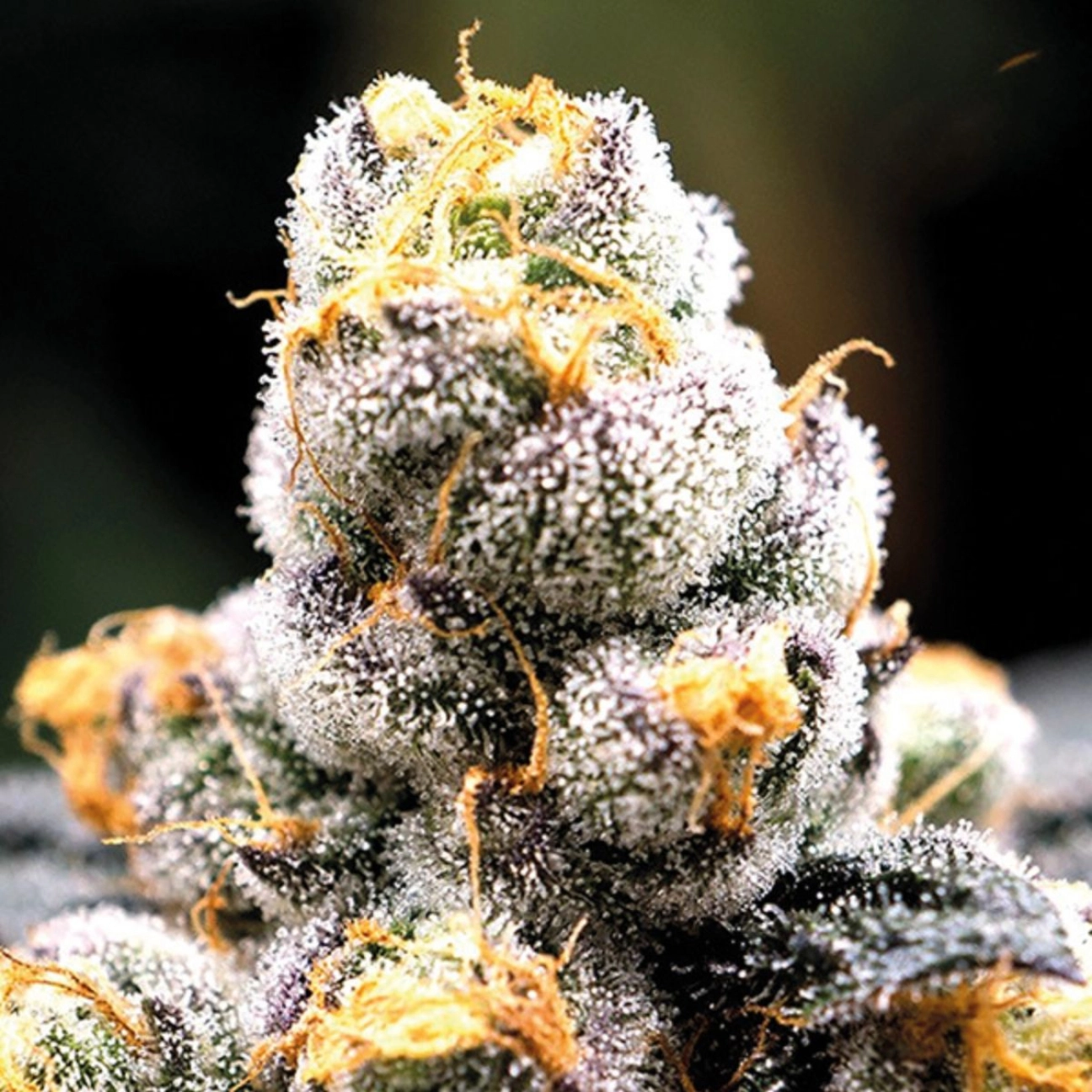 Anesia Scout Cookies – Anesia Seeds – Feminized