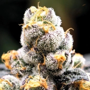 Anesia Scout Cookies Feminized cannabis flower bud by Anesia Seeds