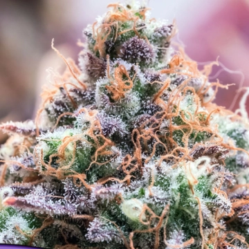 Future Island Feminized cannabis flower bud by Anesia Seeds