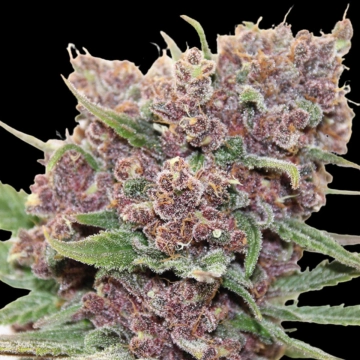 Gelato Dream Feminized cannabis flower bud by Anesia Seeds